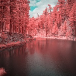 Radiant Tranquility: A Stroll Along Grace Coolidge Lakes Infrared Wonderland in South Dakota