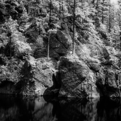 Pond Rock Wall Trees