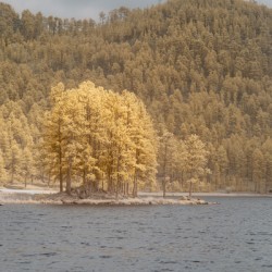 Stockade Lake Tree Island