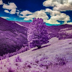 Enchanted Purple Haven: Marysville Montana