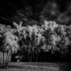 Twilight Shadows of a Palm Grove