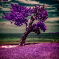 Purple Beach Tree: A Tranquil Portrait of Sunshine Keys Coastal Charm
