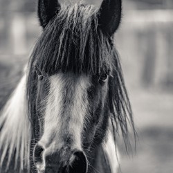 Curious Gaze: A Captivating Encounter with a Silent Horse 