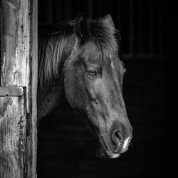  Whispers of Equine Solitude: A Sojourn into Floridas Horse Far