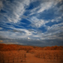 Mystical Arboretum