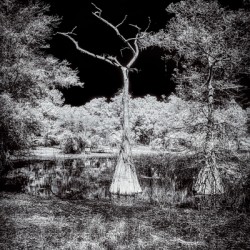 Whispers of the Swamp: A Lone Cypress Silent Dialogue with Enchantment