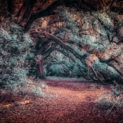 Solitary Trails: Oak Hangover