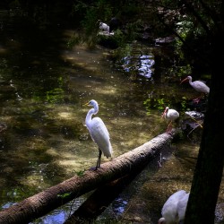 Avian Oasis: A Day Among Floridas Birds