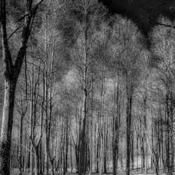 Winters Monochrome Symphony: A Stark Journey Through Knoxvilles Enchanted Woodlands