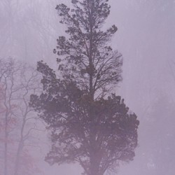 Winter Tranquility: Lone Withdrawn Tree in Gettysburg