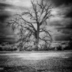 Sentinel of Solitude: Capturing Fort Laramies Majestic Lone Tree