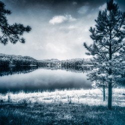 Whispers of Enchantment: The Pine Tree Guardian of the Lakes Edge