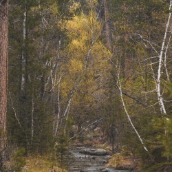 Golden Tranquility: Navigating Grace Coolidge Creek