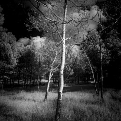 Ansel Aspen Reverie: Capturing the Spirit in Infrared