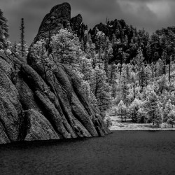 Sylvan Serenity: A Monochrome Tale of Natures Harmony in Custer State Park