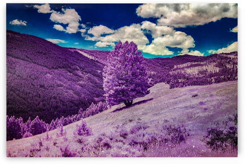 Enchanted Purple Haven: Marysville Montana by Dream World Images