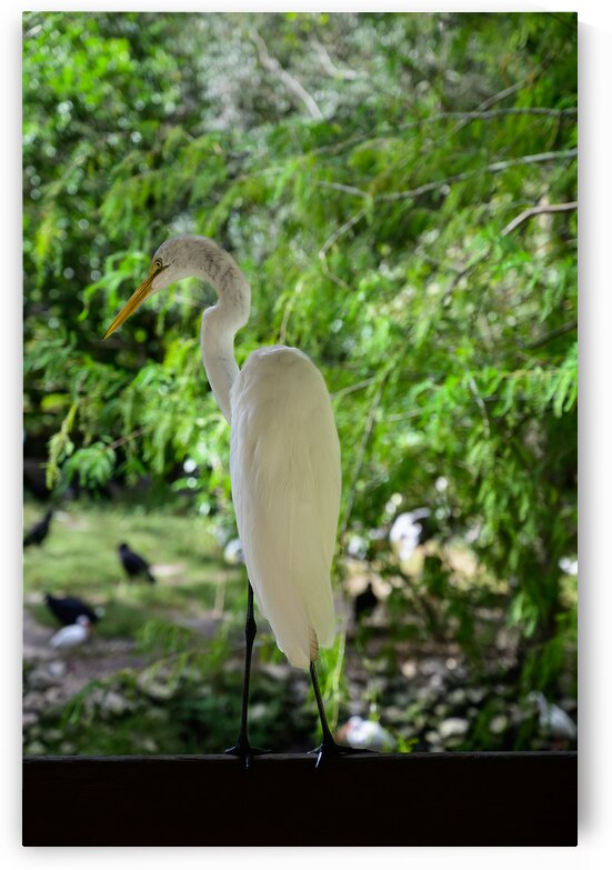 Winged Wonders: A Birdwatchers Delight in Florida by Dream World Images