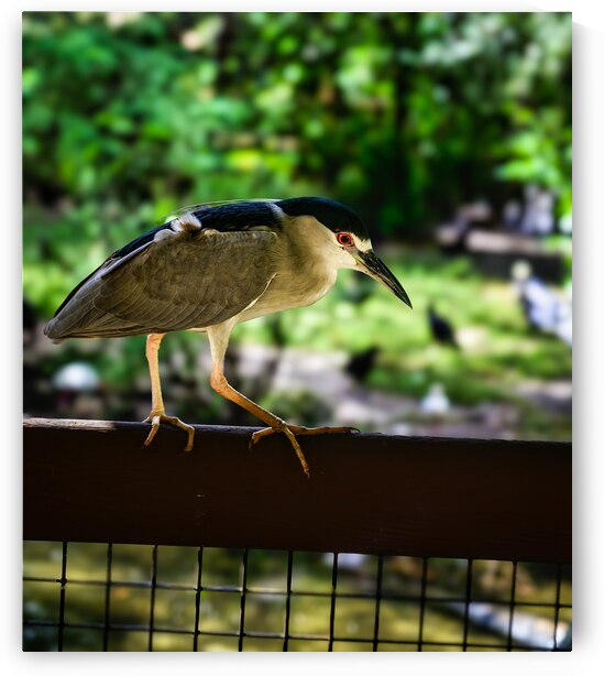 Flight of Discovery: Birdwatching Adventures in Homosassa by Dream World Images