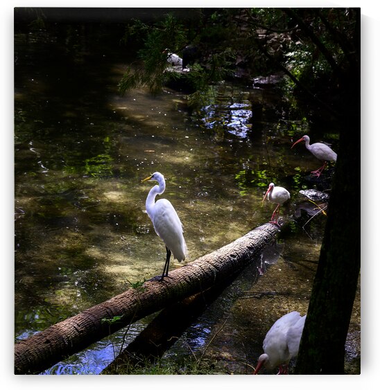 Avian Oasis: A Day Among Floridas Birds by Dream World Images
