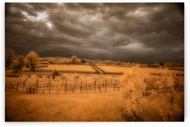 Golden Vineyard by Dream World Images