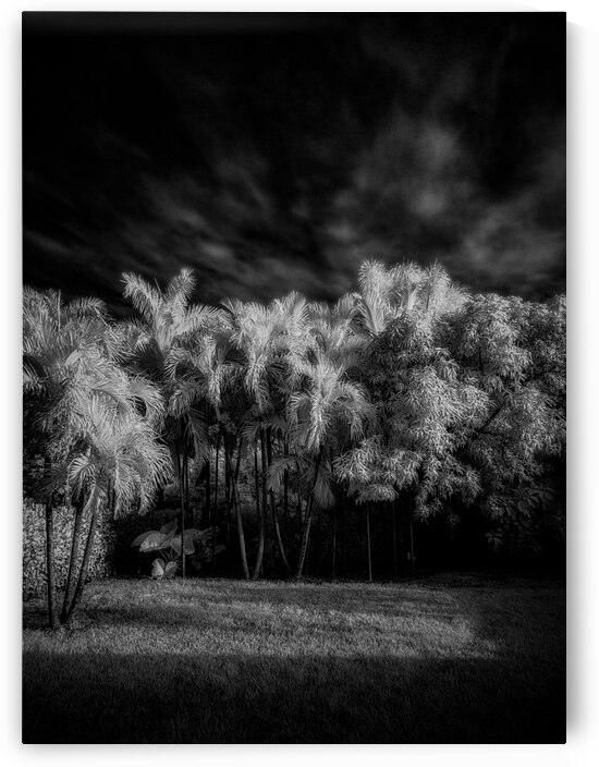 Twilight Shadows of a Palm Grove by Dream World Images