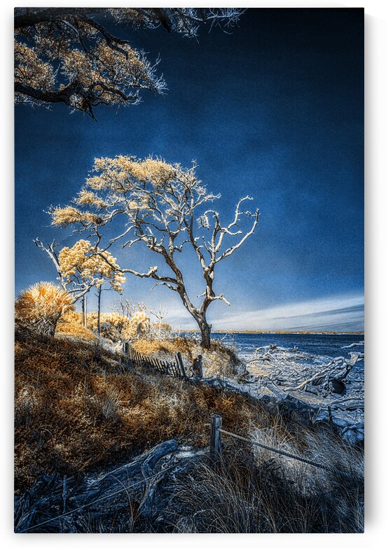 Blue Bonsai: A Botanical Marvel Unveiled on Driftwood Beach by Dream World Images