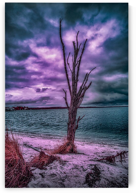Mystical Resilience: Patuxent Rivers Purple Infrared Tree in a Storm by Dream World Images
