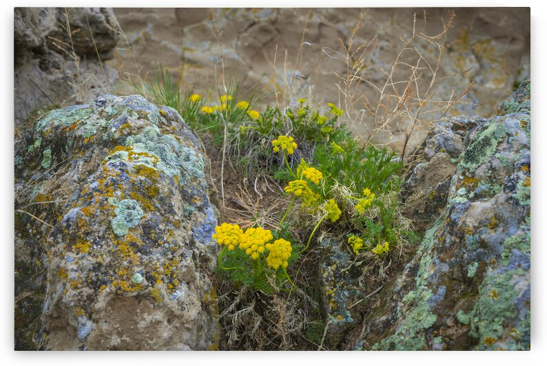 Mountain Flower  by Dream World Images