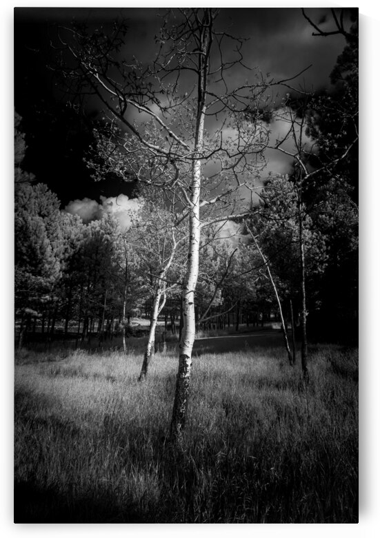 Ansel Aspen Reverie: Capturing the Spirit in Infrared by Dream World Images