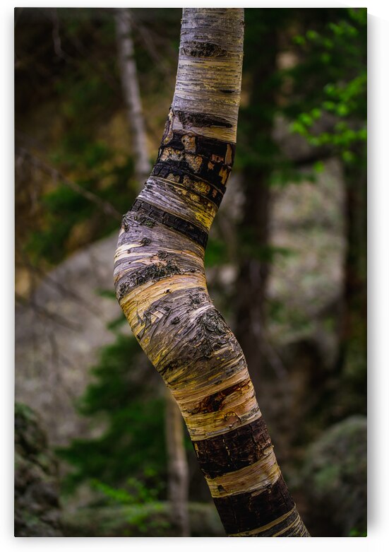 Exploring Sylvan Lake: Capturing the A Bent Aspen by Dream World Images