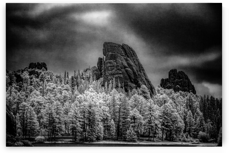 Sylvan Shadows: A Moody Encounter with Natures Drama in Custer State Park by Dream World Images