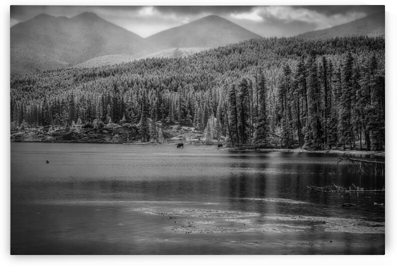 Wilderness Elegance: Moose in Rocky Mountain Park by Dream World Images