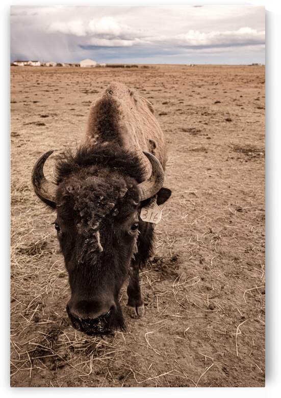 Snapshot from the Wild: Bison 316 by Dream World Images