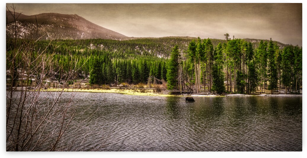 Majestic Moose at Sprague Lake: Sprague Lake by Dream World Images