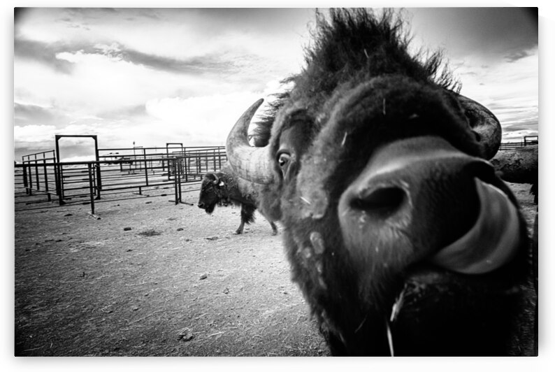 Hello: A Bison’s Surprise Greeting by Dream World Images