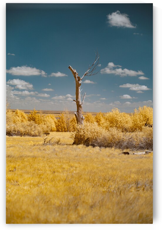 Nebraska Lone Tree - 1 by Dream World Images