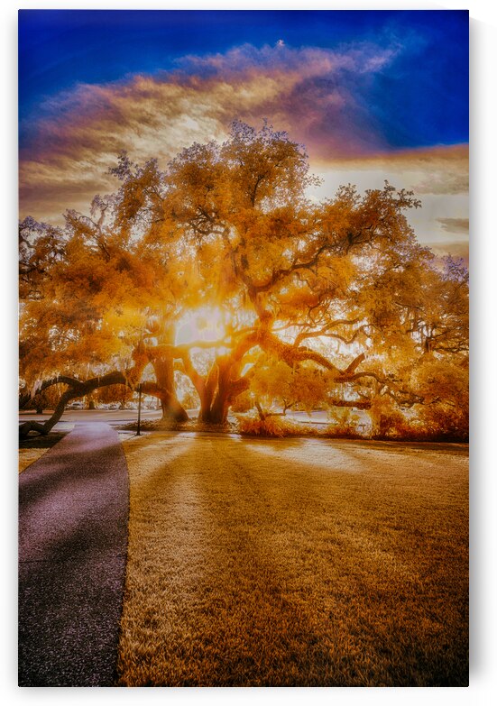 Majestic Reverie: Jekyll Islands Sunset Symphony Through the Grand Oak by Dream World Images