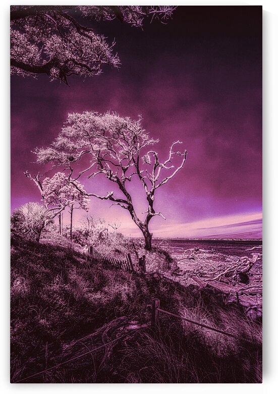 Purple Bonsai:A Botanical Marvel Unveiled on Driftwood Beach by Dream World Images