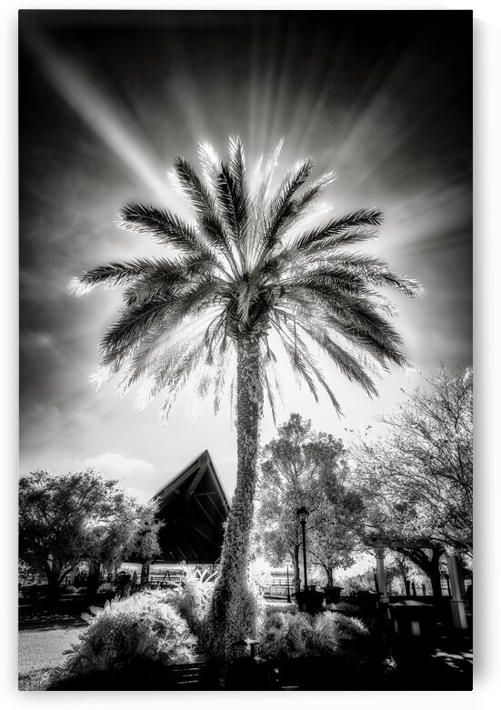 Lighted Palm by Dream World Images