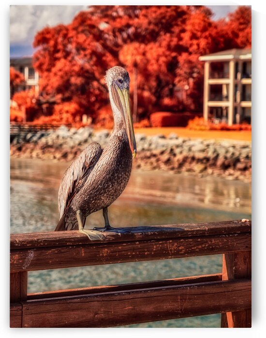 Pier Perch: A Quest for the Majestic Pelican at Saint Simons Island Georgia by Dream World Images
