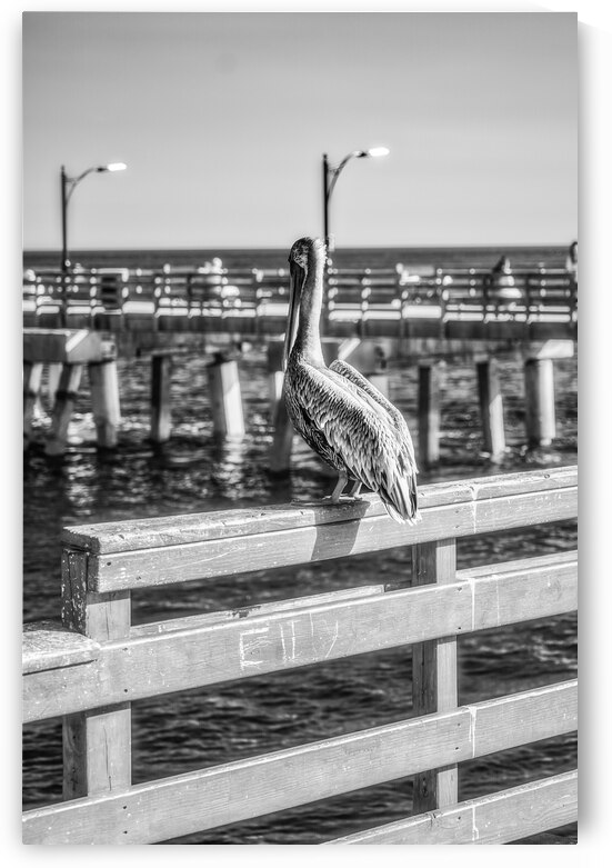 Oceans Guardian: Black and White Infrared Capture of Pelican on Saint Simons Island Pier by Dream World Images
