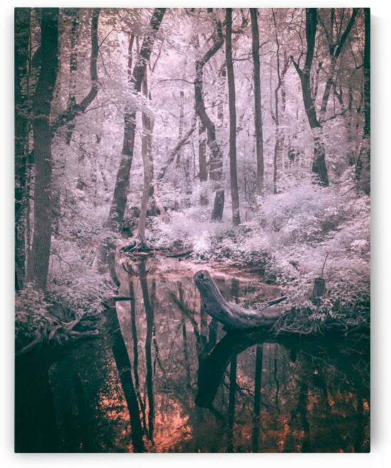Whispering Woods: Exploring the Enchantment of Abbots Mill by Dream World Images