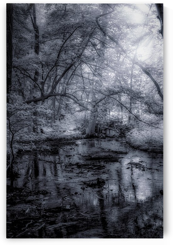 Mystical Reverie: Infrared Wonders of Abbotts Mills Swamp Vista by Dream World Images