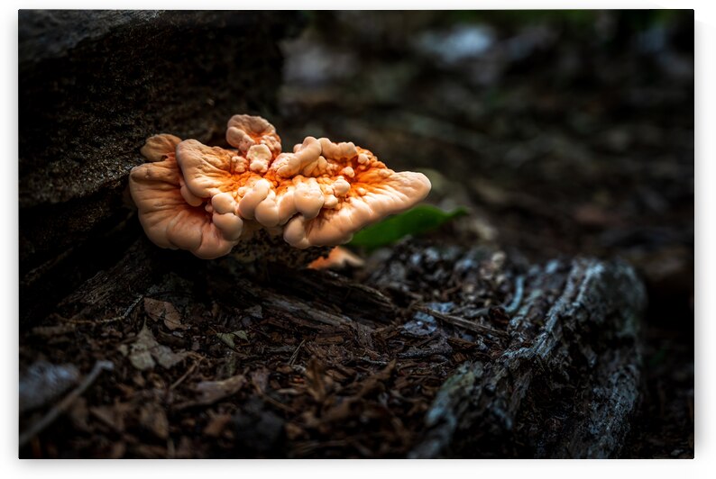 Delaware Fungi: A Lighted Shroom in the Mystical Forest by Dream World Images
