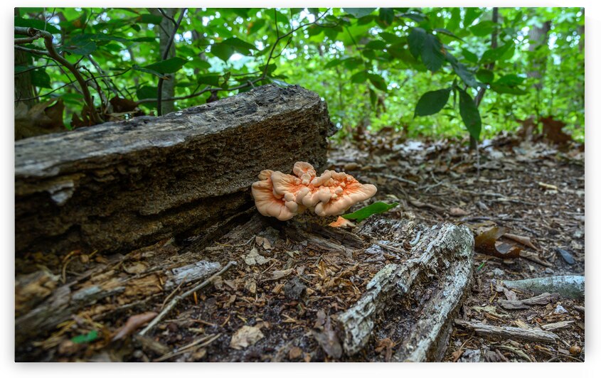 Delaware Fungi: A Sheltered Mushroom by Dream World Images