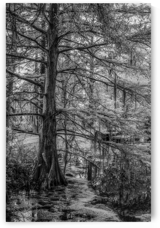 Louisiana Cypress by Dream World Images