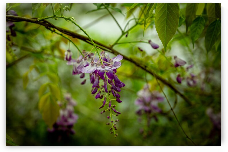 Purple Flowers Hanging Down by Dream World Images