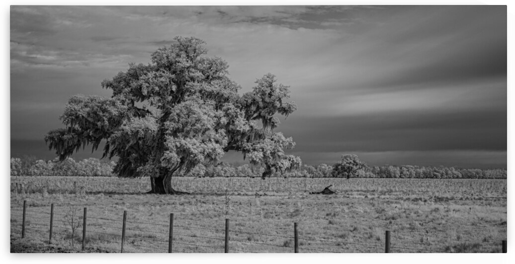 Lone Tree in Saint Bernards-1 by Dream World Images