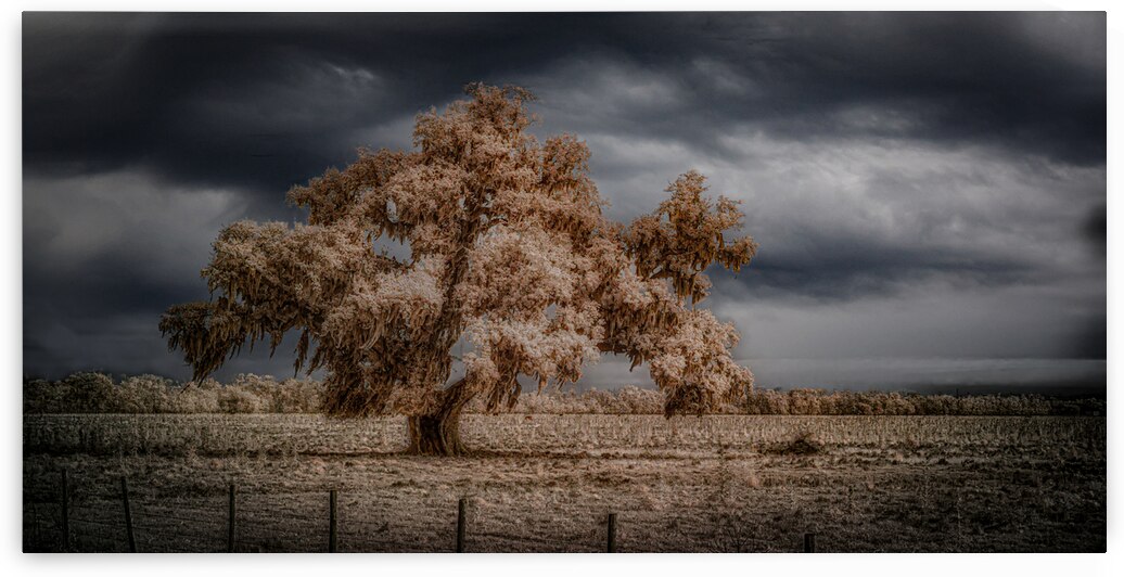Lone Tree in Saint Bernards-2 by Dream World Images