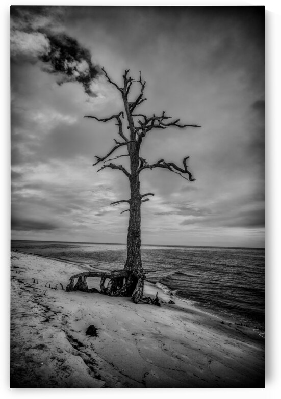 Bald Point Lone Tree-2 by Dream World Images
